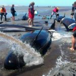 Hundreds of Pilot Whales Die After Beaching in New Zealand