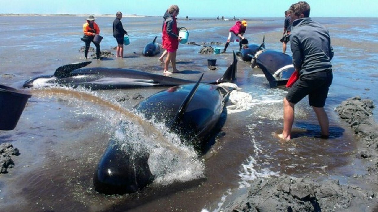 Hundreds of Pilot Whales Die After Beaching in New Zealand